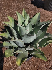 Agave