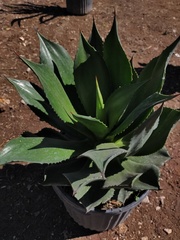 Agave