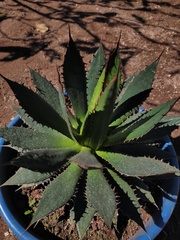 Agave