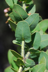 Arctostaphylos refugioensis