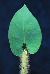 Arctostaphylos refugioensis
