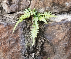 Pteris vittata