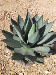 Agave