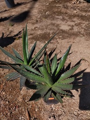 Agave