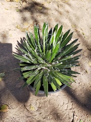 Agave