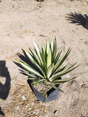 Agave