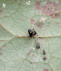 Theridula gonygaster
