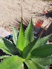 Agave