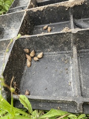 Bulimulus bonariensis image