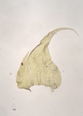 Hypnum curvifolium