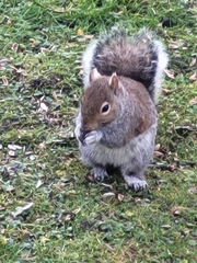 Sciurus carolinensis