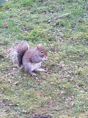 Sciurus carolinensis