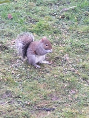 Sciurus carolinensis