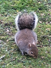 Sciurus carolinensis