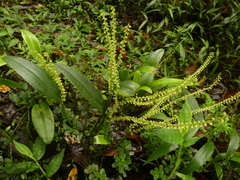 Stelis nutans