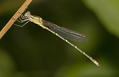Austrolestes aridus