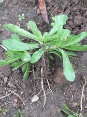 Silene gallica