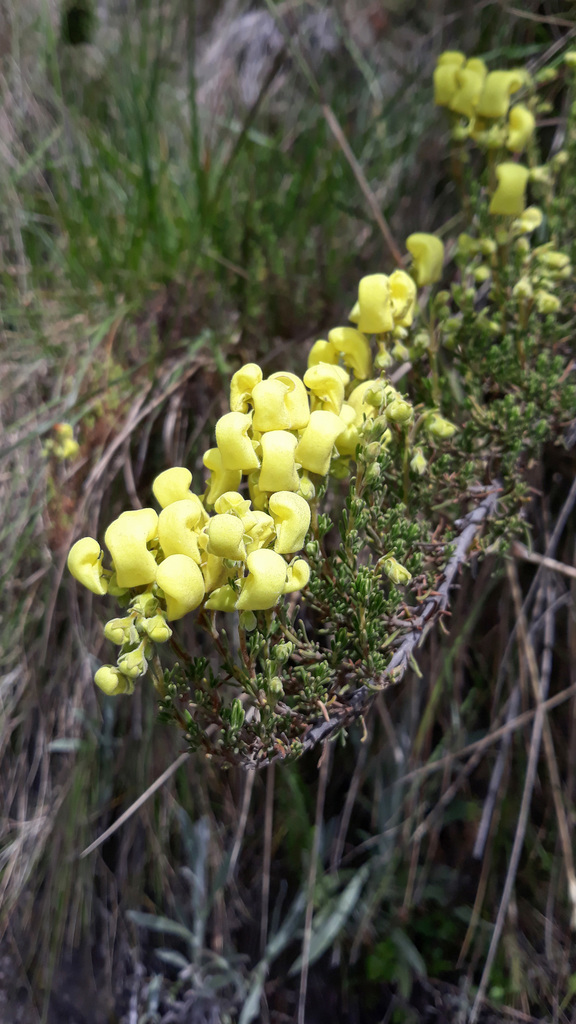 Calceolaria ericoides (Calceolaria ericoides)