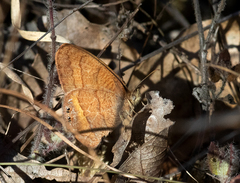 Cyllopsis pephredo