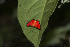 Mesene phareus