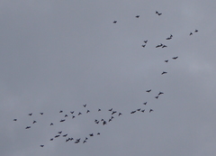 Psittacara erythrogenys