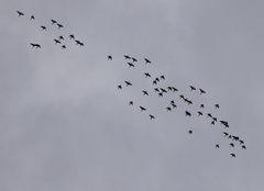 Psittacara erythrogenys