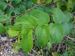 Trema micrantha floridana