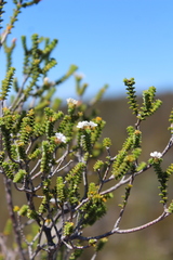 Euchaetis meridionalis