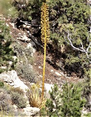 Agave utahensis kaibabensis