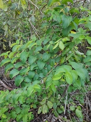 Trema micrantha floridana