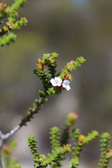 Euchaetis meridionalis