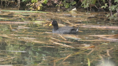 Fulica rufifrons