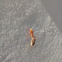 Tachypompilus mendozae