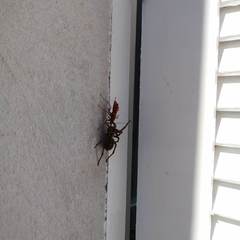 Tachypompilus mendozae