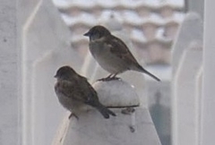 Passer domesticus