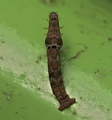 Plesiomorpha flaviceps