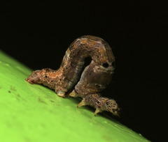 Plesiomorpha flaviceps