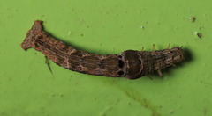 Plesiomorpha flaviceps