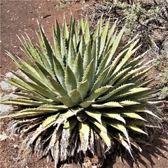 Agave utahensis kaibabensis