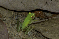 Aplastodiscus arildae