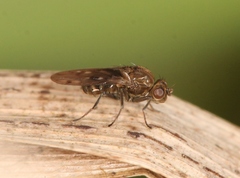 Parydra quadripunctata