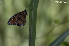 Danaus eresimus montezuma