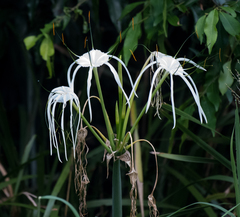 Hymenocallis caribaea