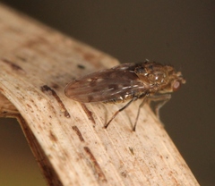 Parydra quadripunctata