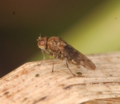 Parydra quadripunctata