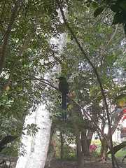 Momotus aequatorialis