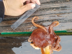 Octopus pallidus