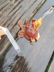 Octopus pallidus