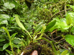 Stelis nutans