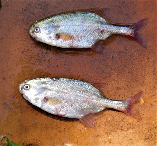 Churchill (Petrocephalus catostoma) — Mormyridae